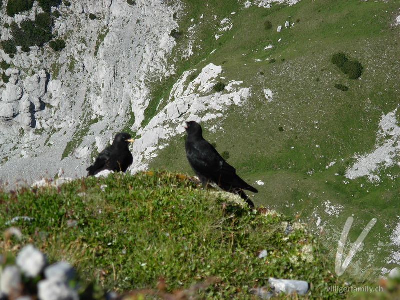 Alpendohle: Übersicht